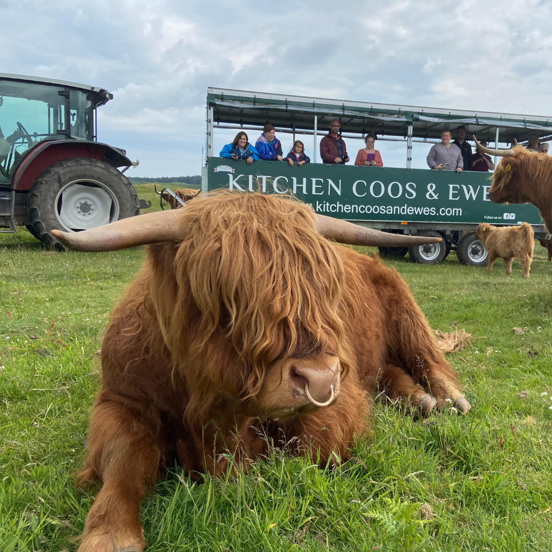 The Highland Cow: Scotland's Iconic Breed and Why We Love Them ...