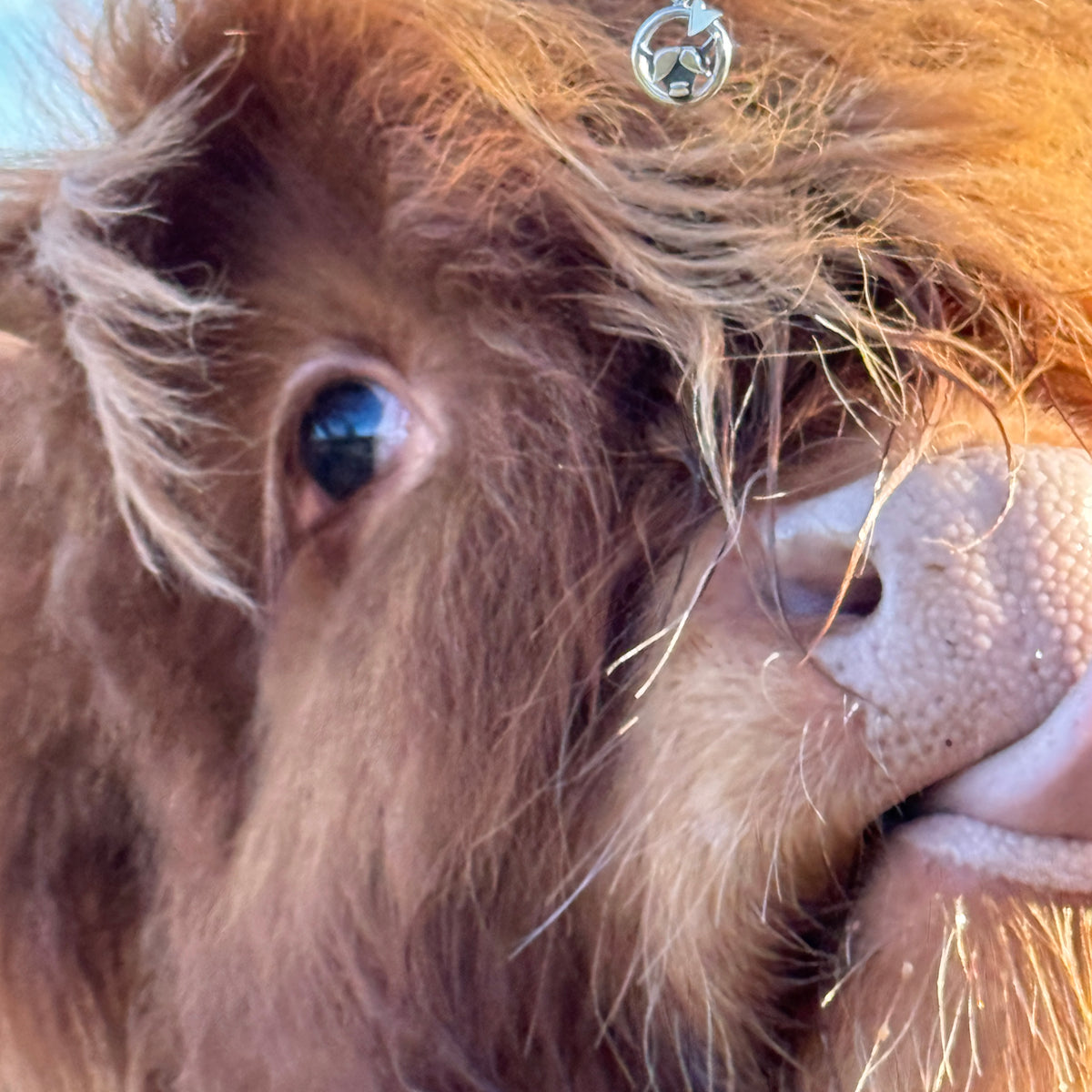 Highland Cow Silver Necklace (Large)